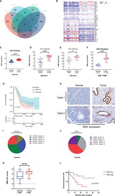 Frontiers | METTL3-IGF2BP3-axis Mediates The Proliferation And ...